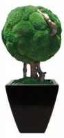 30 inch Single Moss Ball Preserved Topiary